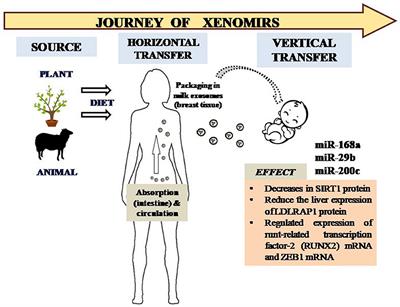 Xeno-miRNA in Maternal-Infant Immune Crosstalk: An Aid to Disease Alleviation